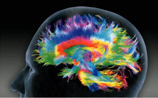 Se observan las conexiones neuronales en distintos colores según su especificidad