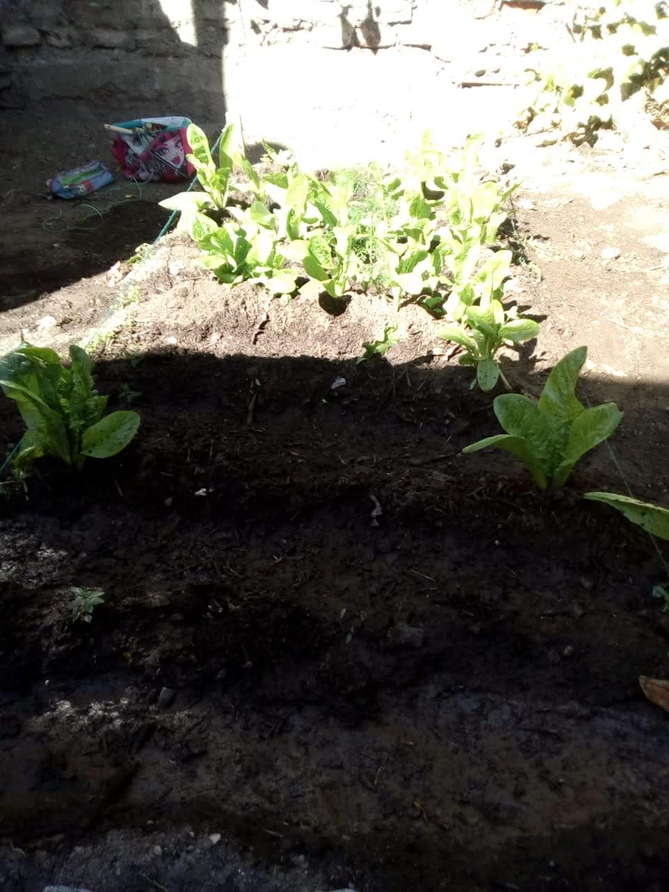 Taller de huertos Cama de cultivo de hortalizas, preparada íntegramente con el trabajo coordinado, permanente y constante de grupos de estudiantes.s