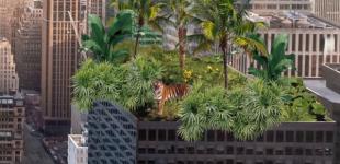 Imagen de una azotea de edificio plantada con especies de la selva y un tigre se asoma. Alrededor hay edificios modernos. 