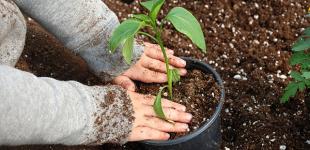 La imagen muestra las manos de un niño plantando un brote