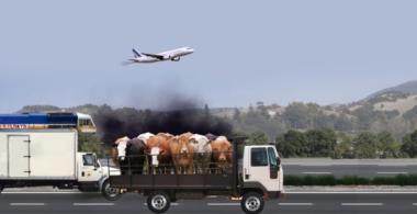 Imagen que muestra a vacas siendo trasladadas en un camión. Hay una carretera con otro camión y en el cielo un avión.