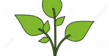 Dibujo planta